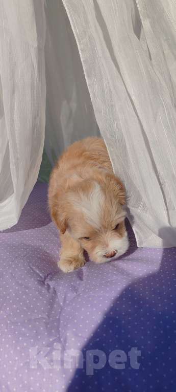 Собаки в Москве: Девочка мальтипу стандарт Девочка, 140 000 руб. - фото 4