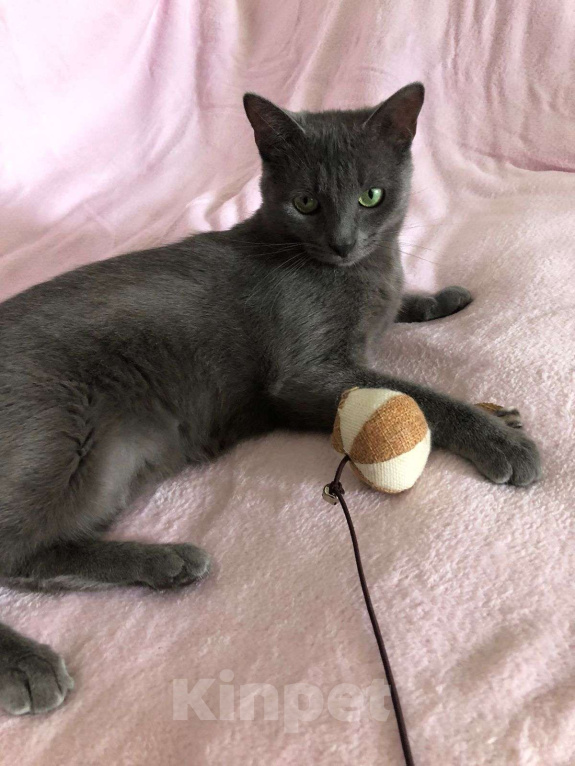 Кошки в Москве: Ириска  Девочка, Бесплатно - фото 3