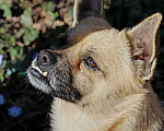 Собаки в Краснодаре: Маленький мальчик Мальчик, Бесплатно - фото 7