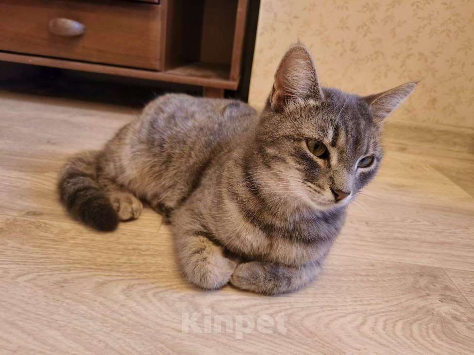 Кошки в других городах Краснодарского края: Отдам друзей в хорошие руки Девочка, Бесплатно - фото 4