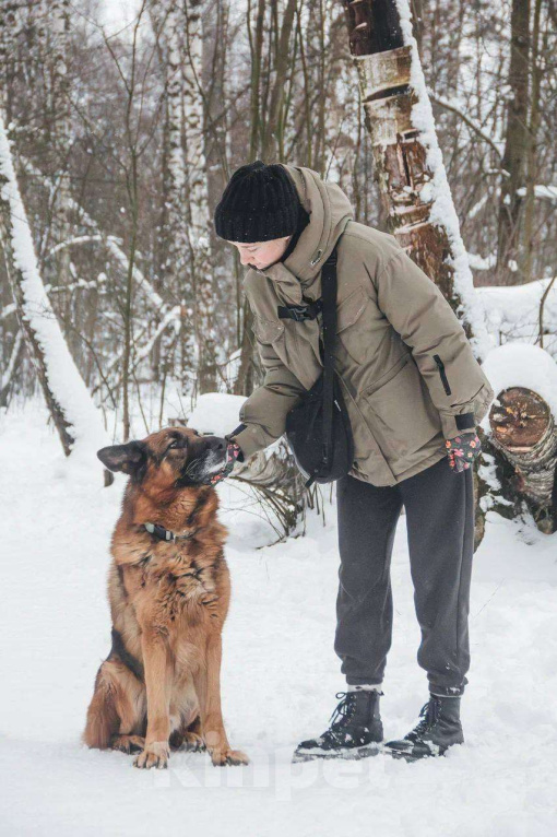 Собаки в Москве: Немецкая овчарка ищет дом Мальчик, Бесплатно - фото 4