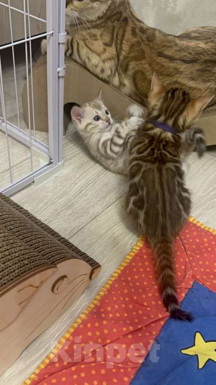 Кошки в других городах Московской области: Бенгальский котик браун Мальчик, 90 000 руб. - фото 4