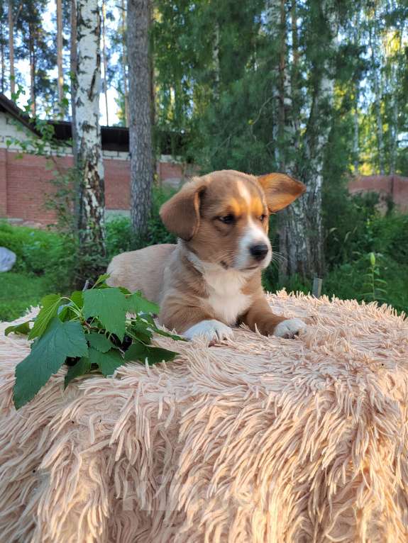 Собаки в Екатеринбурге: Щенки Корги Кардиган  Мальчик, Бесплатно - фото 5