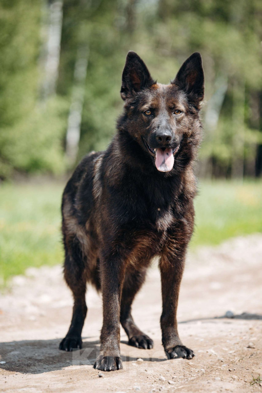 Собаки в Москве: В добрые руки! Мальчик, Бесплатно - фото 6