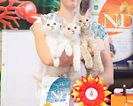 Кошки в Долгопрудном: Кремовый котенок мейн-кун Мальчик, 45 000 руб. - фото 6