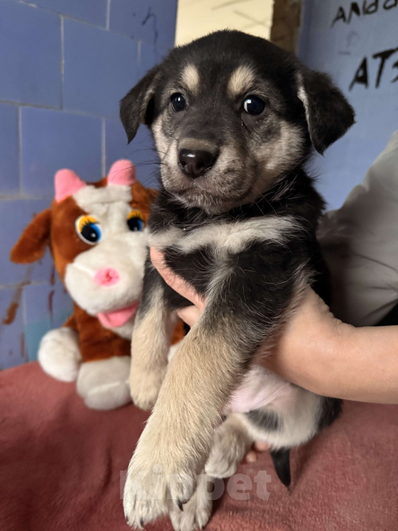 Собаки в Москве: Красивые щенки 2 мес в дар! Дайте шанс стать домашними! Девочка, Бесплатно - фото 3