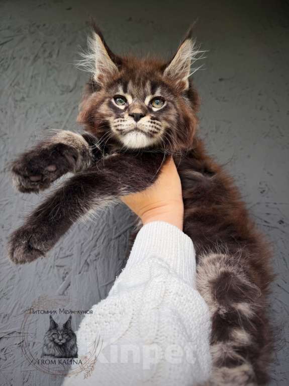Кошки в Санкт-Петербурге: Котик черный мрамор на серебре Мальчик, 70 000 руб. - фото 1