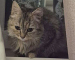 Кошки в Одинцово: Мурка-кошка,которую предали,но она все еще верит в любовь Девочка, Бесплатно - фото 2