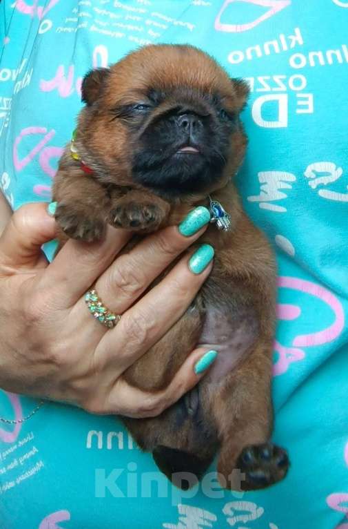 Собаки в Москве: Рыжая девочка брабочка Девочка, 60 000 руб. - фото 3