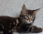 Кошки в Западном Двине: Мальчик породы Мейн кун Мальчик, 20 000 руб. - фото 4