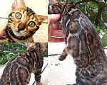 Кошки в Москве: Бенгальская девочка Девочка, 30 000 руб. - фото 1