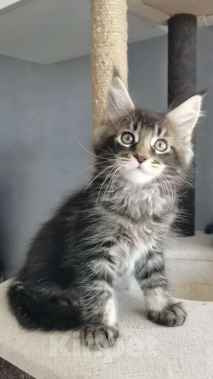 Кошки в Иркутске: Зефир Мальчик, 30 000 руб. - фото 4