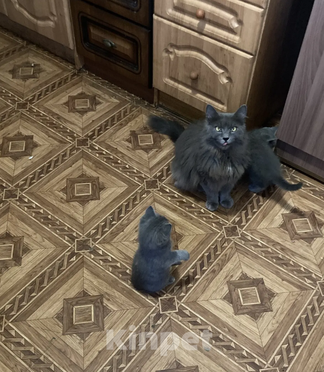 Кошки в Симферополе: Котенку от мамы-нибелунга нужны добрые хозяева Мальчик, 500 руб. - фото 2