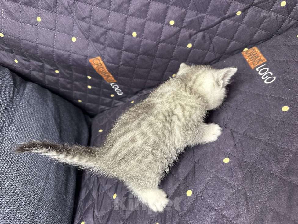 Кошки в Москве: Котенок скотиш страйт  Мальчик, 8 000 руб. - фото 3