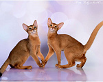 Кошки в Краснодаре: Абиссинские котики  Мальчик, 35 000 руб. - фото 1