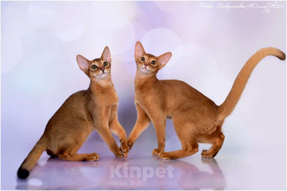 Кошки в Краснодаре: Абиссинские котики  Мальчик, 35 000 руб. - фото 1