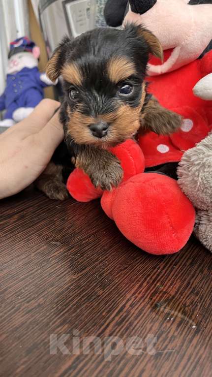 Собаки в Волгограде: Продам Мальчик, 20 000 руб. - фото 4