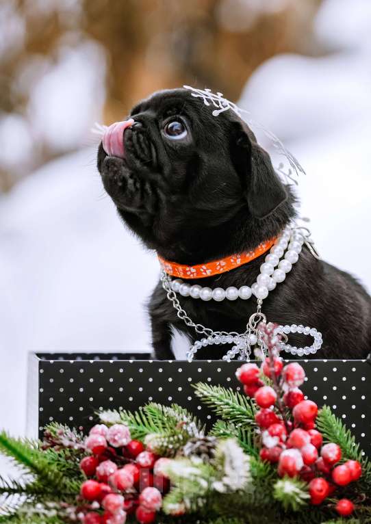 Собаки в Новосибирске: Мопс Сильвана Ветрокрылая Девочка, 60 000 руб. - фото 2