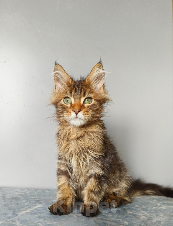 Кошки в Москве: Котёнок Мейн-кун Девочка Девочка, 40 000 руб. - фото 6
