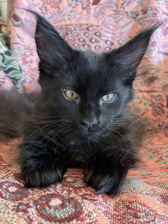 Кошки в других городах Приморского края: Шикарные котята Мальчик, 20 000 руб. - фото 6