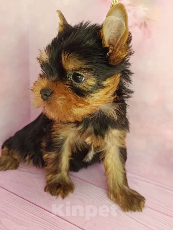 Собаки в других городах Московской области: Лёня Мальчик, 50 000 руб. - фото 2