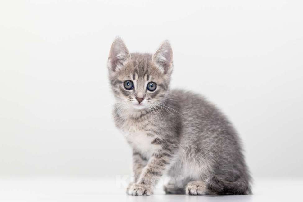 Кошки в Москве: Репка Девочка, Бесплатно - фото 4