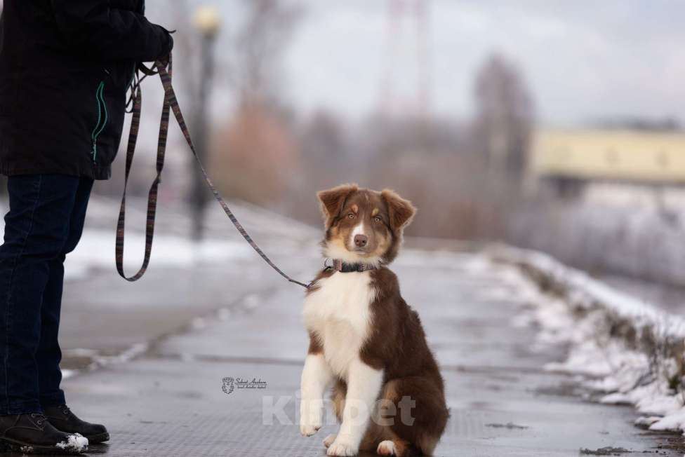 Собаки в Москве: австралийская овчарка аусси Девочка, 60 000 руб. - фото 3
