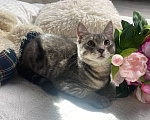 Кошки в Воронеже: Уличный котенок ищет дом Мальчик, Бесплатно - фото 2