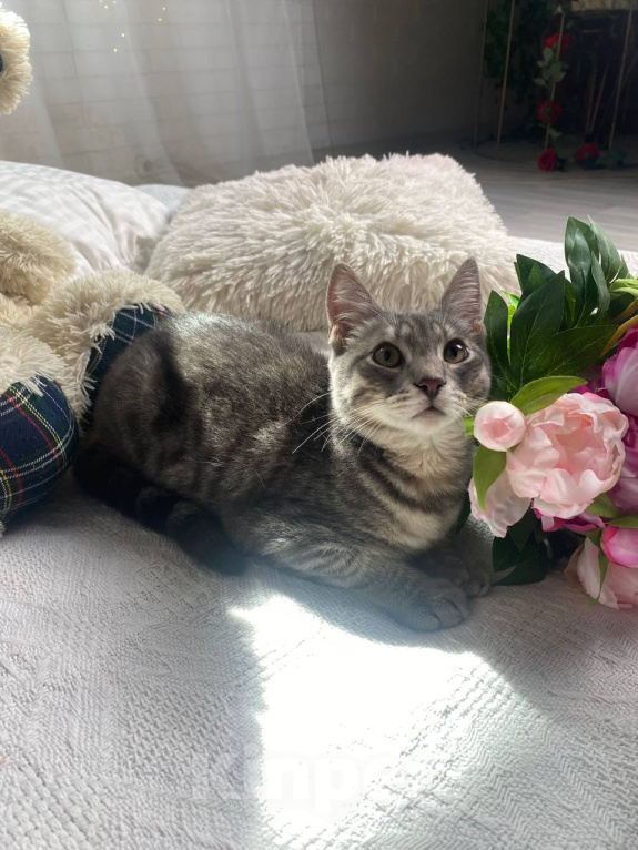 Кошки в Воронеже: Уличный котенок ищет дом Мальчик, Бесплатно - фото 2