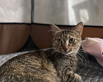 Кошки в Костроме: Ловчая кошка  Девочка, Бесплатно - фото 1