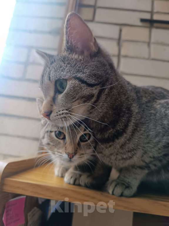 Кошки в Москве: Кошечка Флора ищет добрые руки Девочка, Бесплатно - фото 1