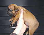 Собаки в Новочеркасске: Французский бульдог Мальчик, 25 000 руб. - фото 1