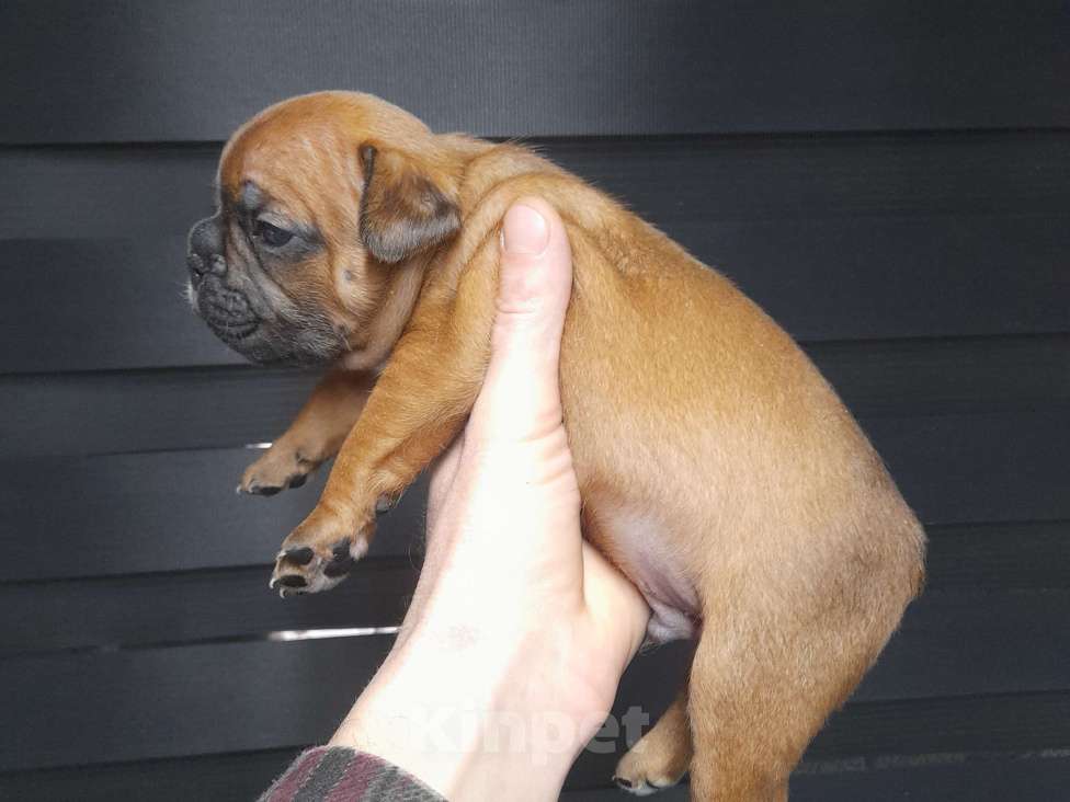 Собаки в Новочеркасске: Французский бульдог Мальчик, 25 000 руб. - фото 1