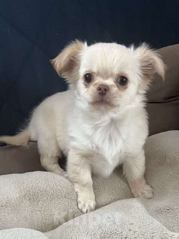 Собаки в Санкт-Петербурге: Щенок чихуахуа, сука Девочка, 50 000 руб. - фото 6