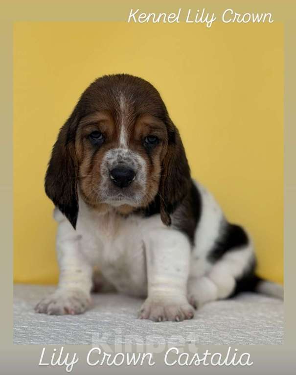 Собаки в Воронеже: Щенок бассет хаунд девочка Девочка, 80 руб. - фото 1