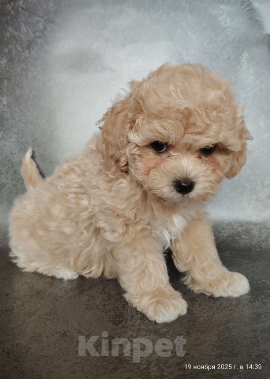 Собаки в Мытищах: Пушон Белла Девочка, 200 000 руб. - фото 2