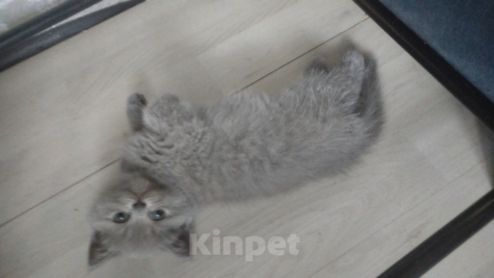 Кошки в Хабаровске: Продам котят Мальчик, 6 000 руб. - фото 1