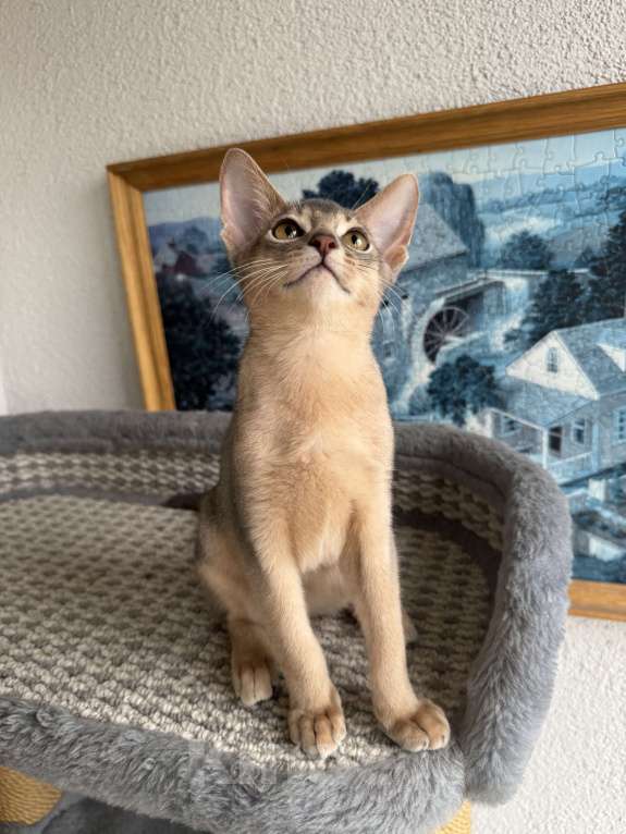 Кошки в Санкт-Петербурге: Абиссинский котенок, голубого окраса с документами Мальчик, 30 000 руб. - фото 6