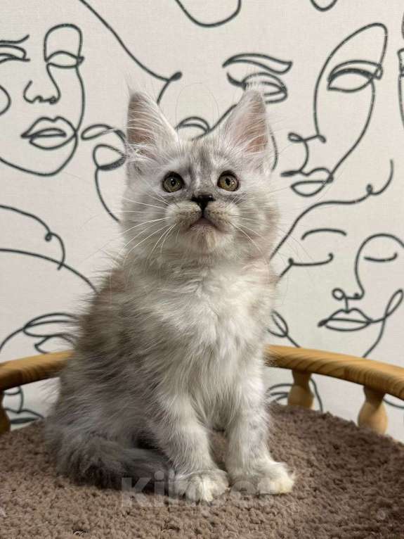 Кошки в Нижнем Новгороде: Котенок породы Мейн-кун Мальчик, Бесплатно - фото 1