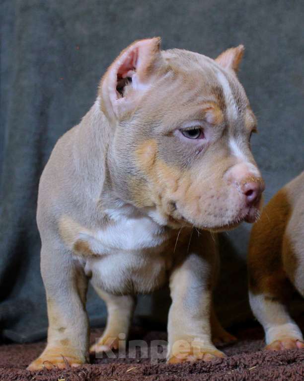 Собаки в Москве: Булочки-малыши Девочка, 90 000 руб. - фото 5