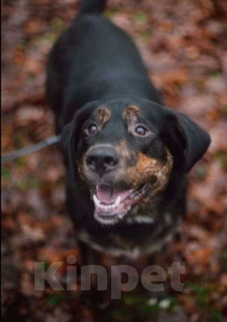 Собаки в Санкт-Петербурге: Отдам в добрые руки Мальчик, Бесплатно - фото 1