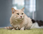 Кошки в Москве: котик Атлет в добрые руки Мальчик, Бесплатно - фото 2