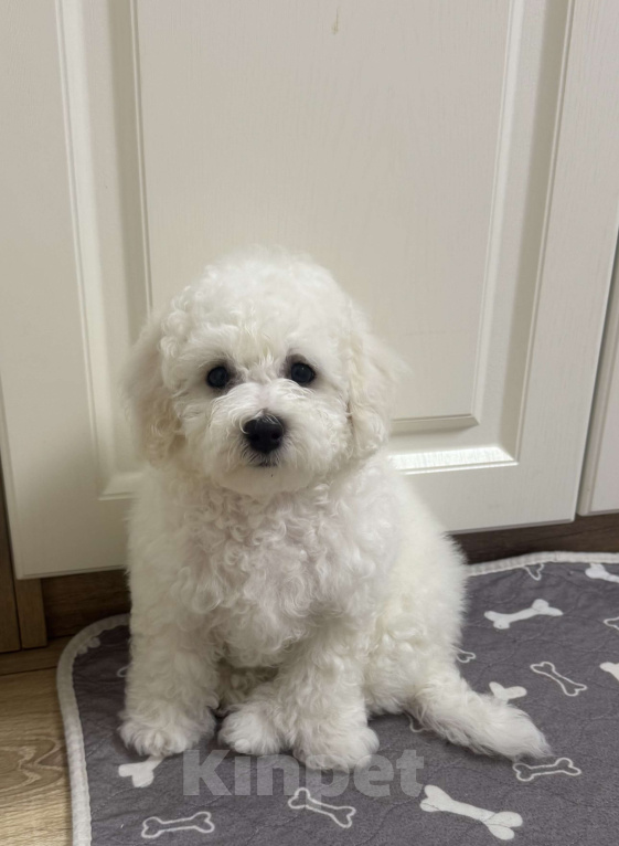 Собаки в Ставрополе: Малышка Бишон фризе  Девочка, 100 000 руб. - фото 1