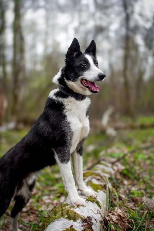 Собаки в Москве: Хаку в поисках своей семьи!  Мальчик, Бесплатно - фото 2