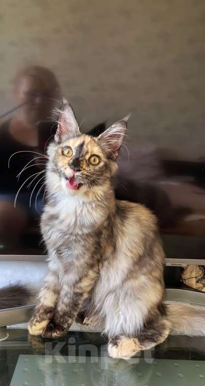 Кошки в Краснодаре: ОЛИВИЯ Девочка, 45 000 руб. - фото 5