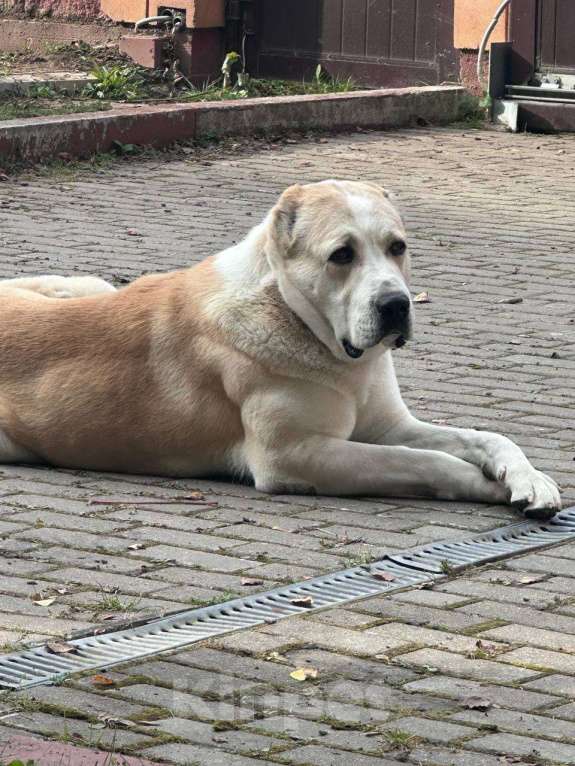 Собаки в Москве: Ищем заботливых хозяев для алабая  Девочка, Бесплатно - фото 4