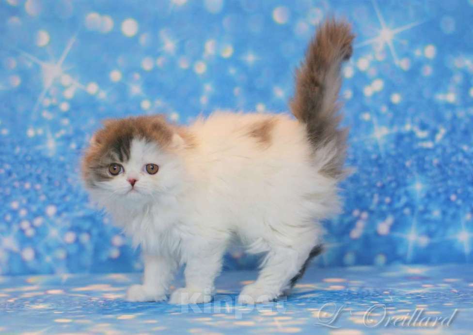 Кошки в Ярославле: Шотландская вислоухая длинношерстная девочка Девочка, 50 000 руб. - фото 3