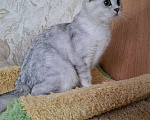 Кошки в Москве: Скоттиш фолд кошечка Ника Девочка, 55 000 руб. - фото 7