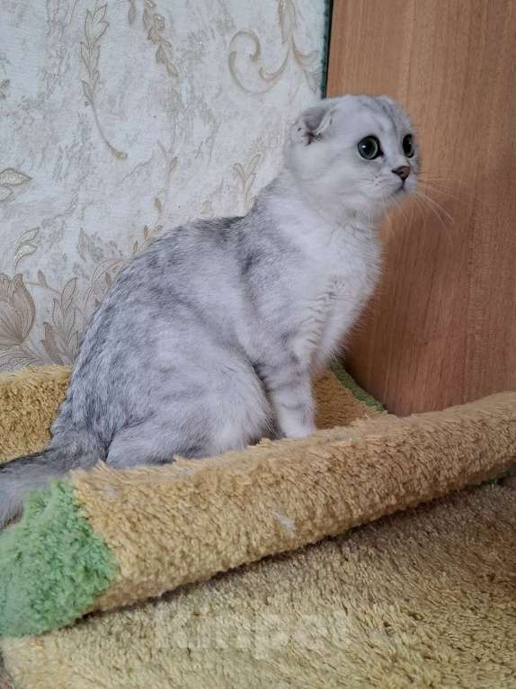 Кошки в Москве: Скоттиш фолд кошечка Ника Девочка, 55 000 руб. - фото 7