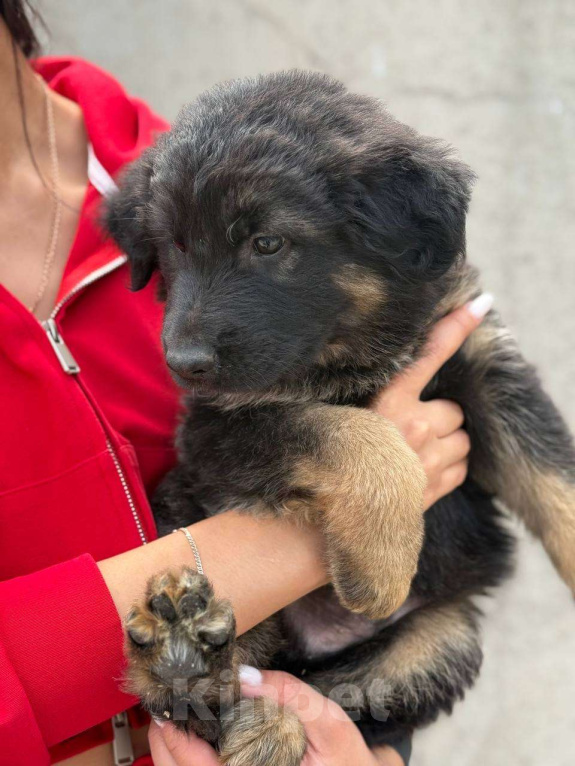 Собаки в Казани: Щенок немецкой овчарки  Мальчик, 20 000 руб. - фото 5